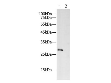Myc-Tag Polyclonal Antibody Reactivity All
