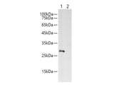 Myc-Tag Polyclonal Antibody Reactivity All