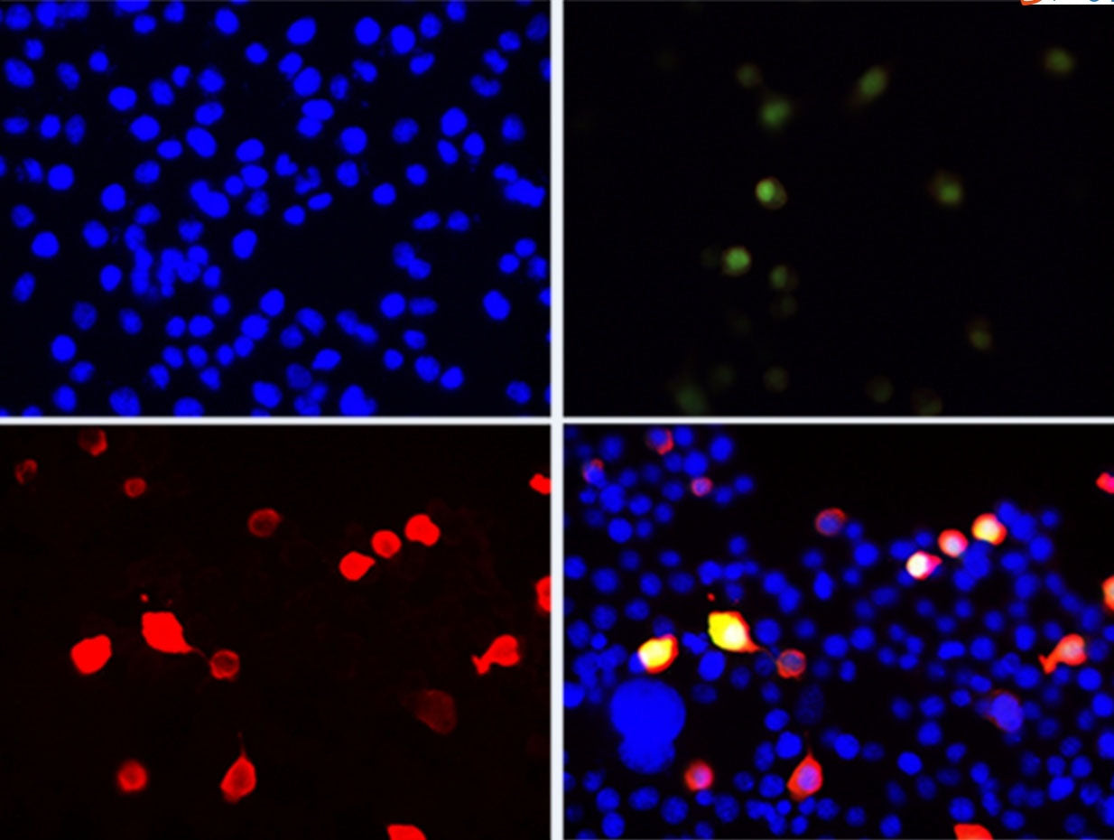 Flag-Tag Polyclonal Antibody Host Rabbit