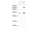Flag-Tag Polyclonal Antibody Host Rabbit