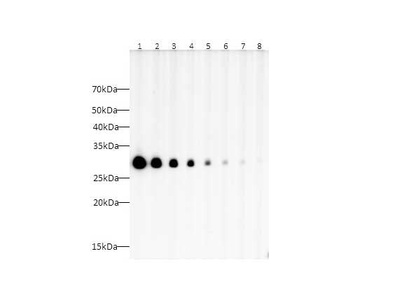 Flag-Tag Polyclonal Antibody Host Rabbit