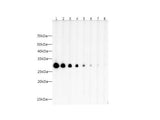 Flag-Tag Polyclonal Antibody Host Rabbit