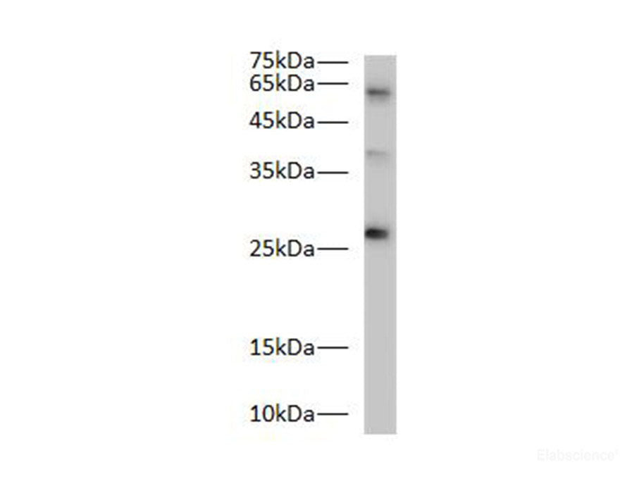 Bcl-2 Polyclonal Antibody Reactivity Zebrafish