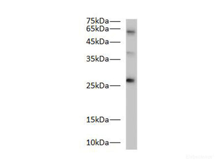 Bcl-2 Polyclonal Antibody Reactivity Zebrafish