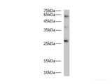 Bcl-2 Polyclonal Antibody Reactivity Zebrafish