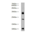 Caspase-1 Polyclonal Antibody Reactivity Zebrafish