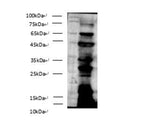 Pan Acetyl-Lysine Polyclonal Antibody