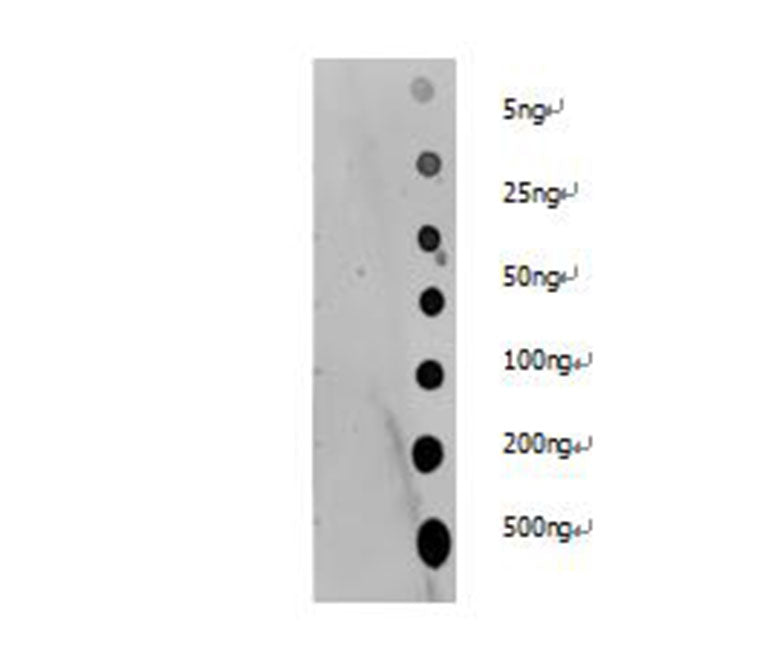 Pan Acetyl-Lysine Polyclonal Antibody