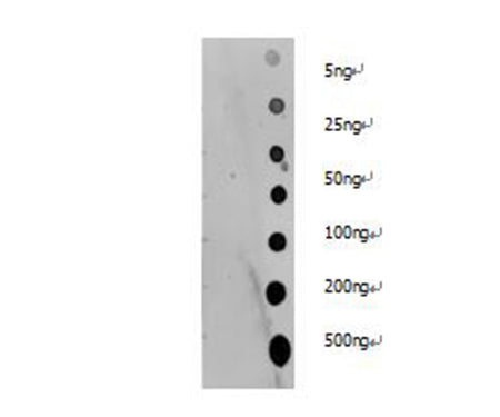 Pan Acetyl-Lysine Polyclonal Antibody