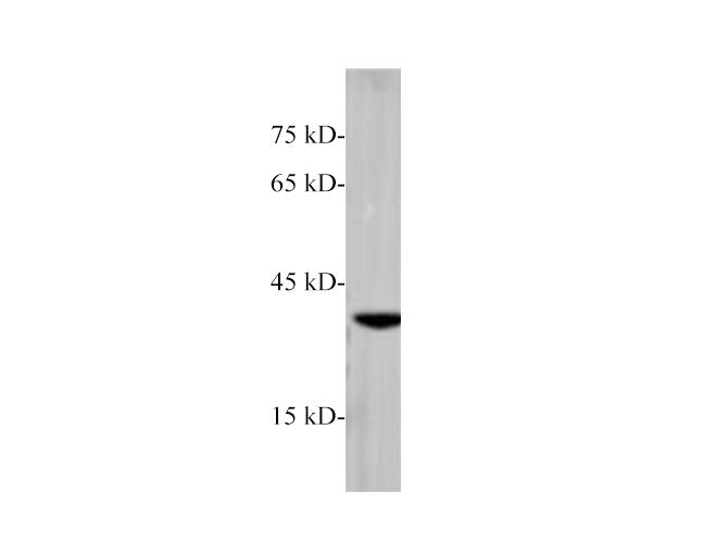 RAB42 Polyclonal Antibody