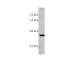 RAB42 Polyclonal Antibody