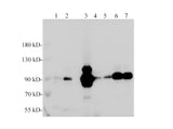 Gelsolin Polyclonal Antibody Reactivity Mouse