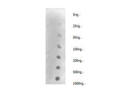 Dimethyl-Lysine Polyclonal Antibody