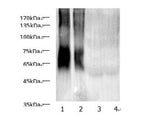 MAA Lysine Polyclonal Antibody