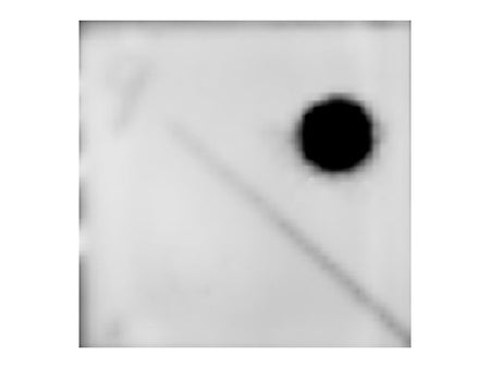 m6A Polyclonal Antibody