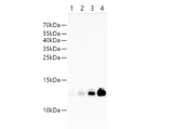 Streptavidin Polyclonal Antibody