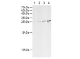 Sumo-Tag Polyclonal Antibody