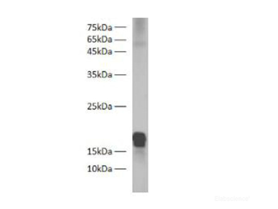 Zebrafish H2A Polyclonal Antibody