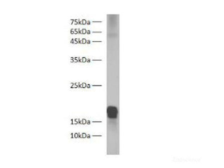 Zebrafish H2A Polyclonal Antibody