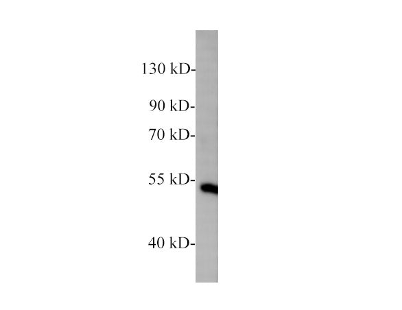 Zebrafish NF-kB p65 Polyclonal Antibody