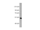 Zebrafish NF-kB p65 Polyclonal Antibody