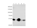 Desmin Polyclonal Antibody Reactivity Rat