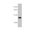 CXCL4 Polyclonal Antibody