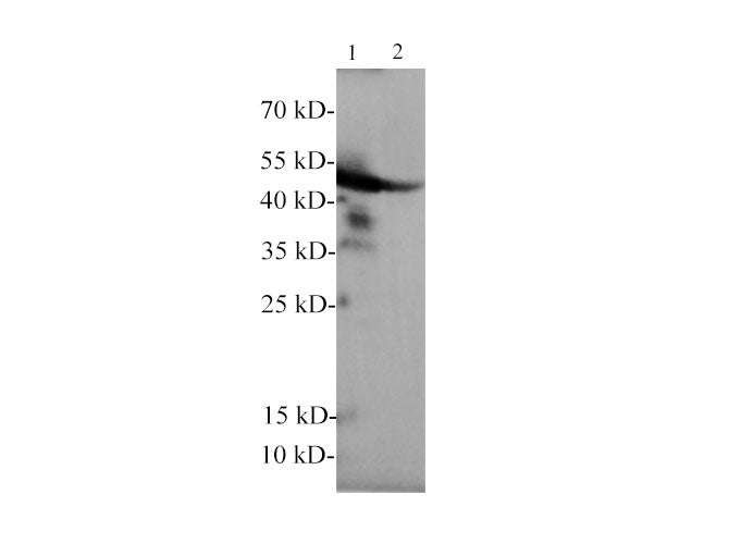 GFAP Polyclonal Antibody Reactivity Rat