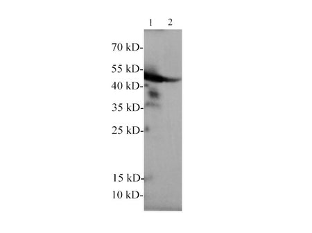 GFAP Polyclonal Antibody Reactivity Rat