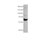 Vanin1 Polyclonal Antibody