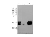 Cys-C Polyclonal Antibody
