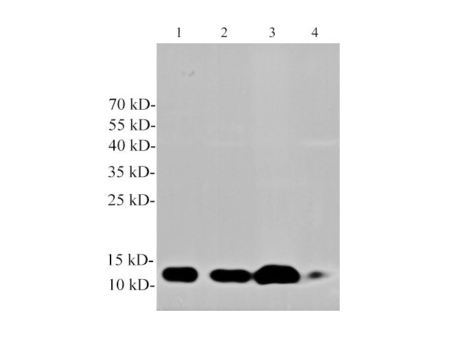 Cys-C Polyclonal Antibody