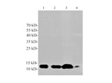 Cys-C Polyclonal Antibody