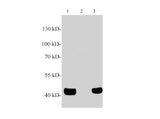 PON3/paraoxonase 3 Polyclonal Antibody