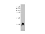 CXCL12/SDF1 Polyclonal Antibody Reactivity Rat
