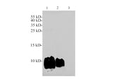 CXCL12/SDF1 Polyclonal Antibody Reactivity Rat