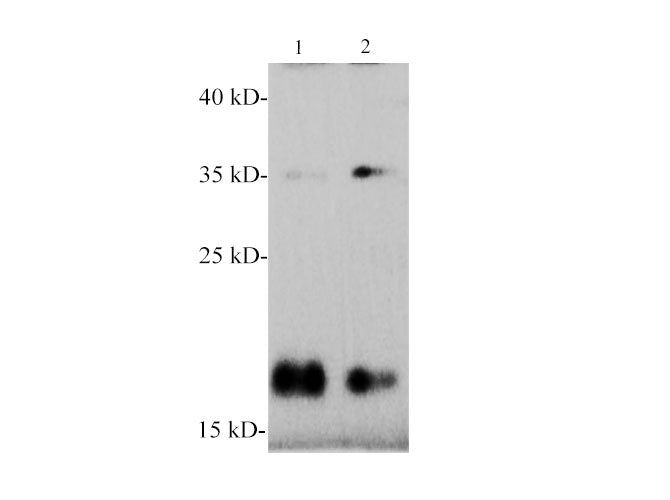 SNCα/α-Synuclein Polyclonal Antibody