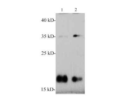 SNCα/α-Synuclein Polyclonal Antibody