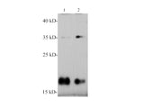SNCα/α-Synuclein Polyclonal Antibody