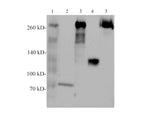 Filamin-c Polyclonal Antibody