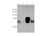 Glutathione Peroxidase 1 Polyclonal Antibody