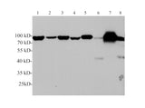 GRP78 Polyclonal Antibody