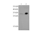 Adiponectin Polyclonal Antibody
