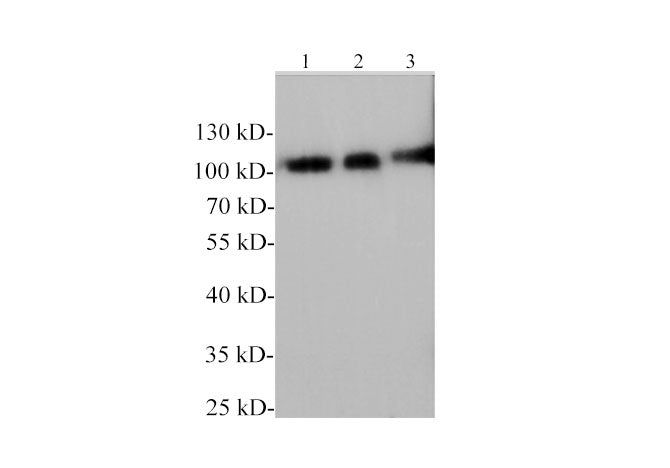ICAM-1 Polyclonal Antibody