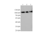 ICAM-1 Polyclonal Antibody
