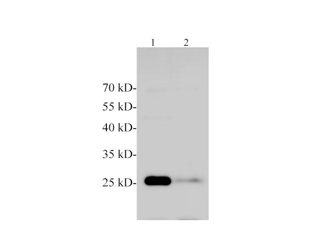 MOG Polyclonal Antibody Reactivity Rat