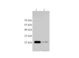 MOG Polyclonal Antibody Reactivity Rat