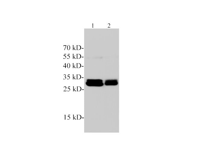 DnaseⅠPolyclonal Antibody