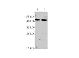 BMP-7 Polyclonal Antibody