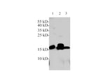 Neurotensin Polyclonal Antibody